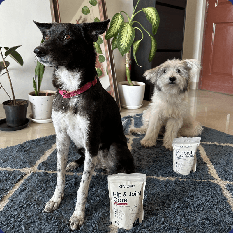 Two dogs with K9 Vitality supplements at home