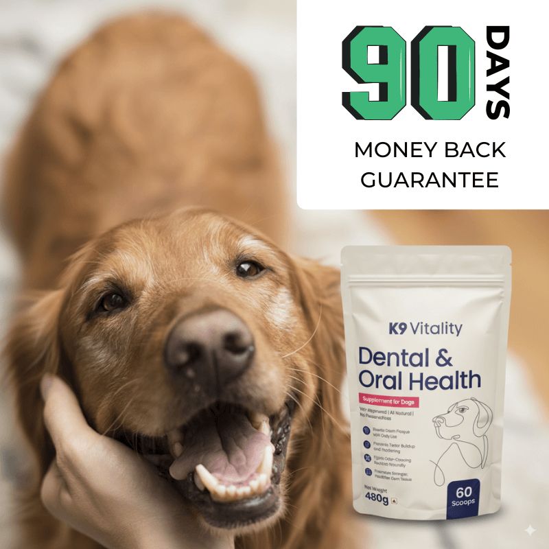 oral care supplements for dogs
