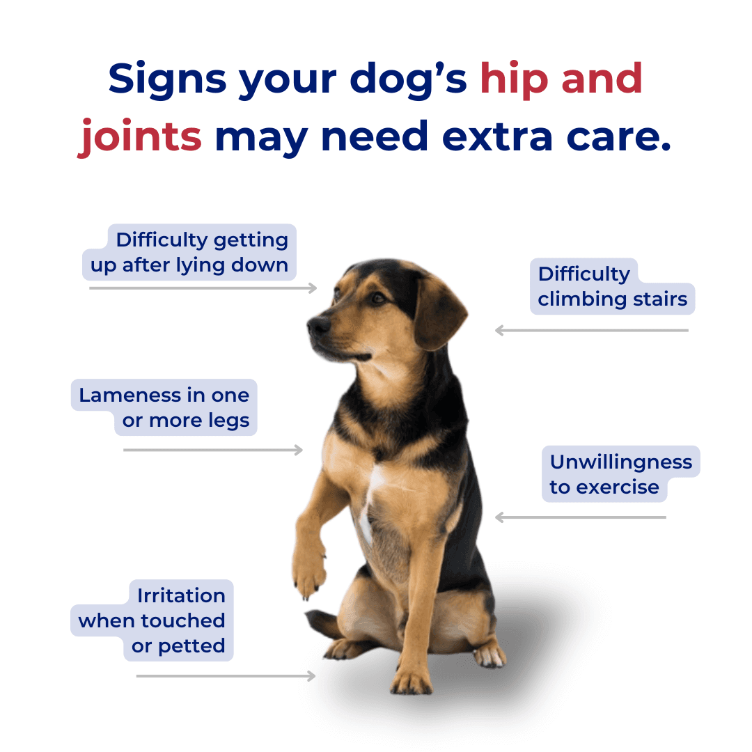 signs your dog need hip joint supplements