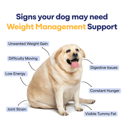 weight management issues and symptoms
