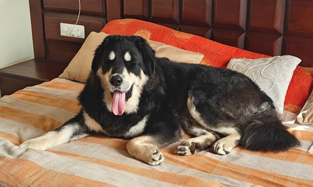Indian mixed-breed dog at home, customer review photograph