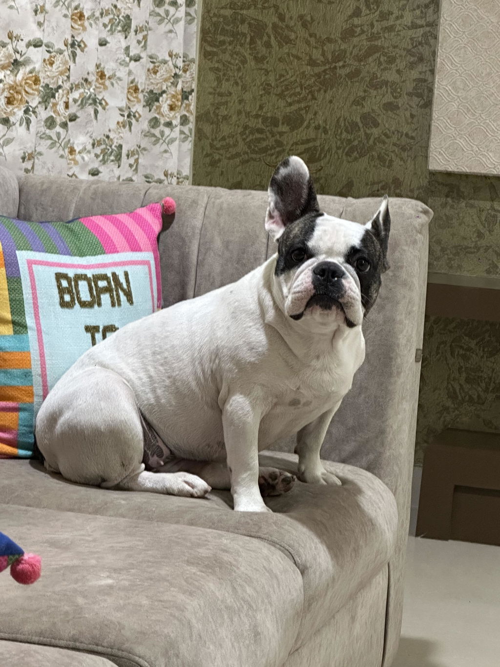 French Bulldog at home, customer review photograph