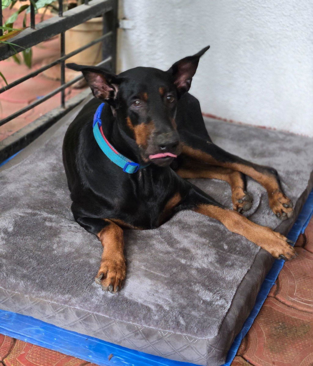 Doberman at home, customer review photograph