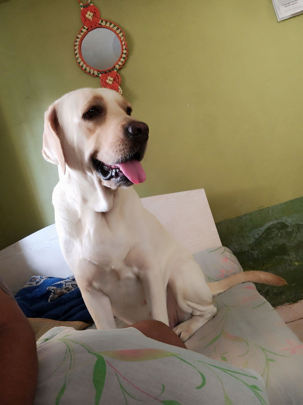 Labrador at home, customer review photograph