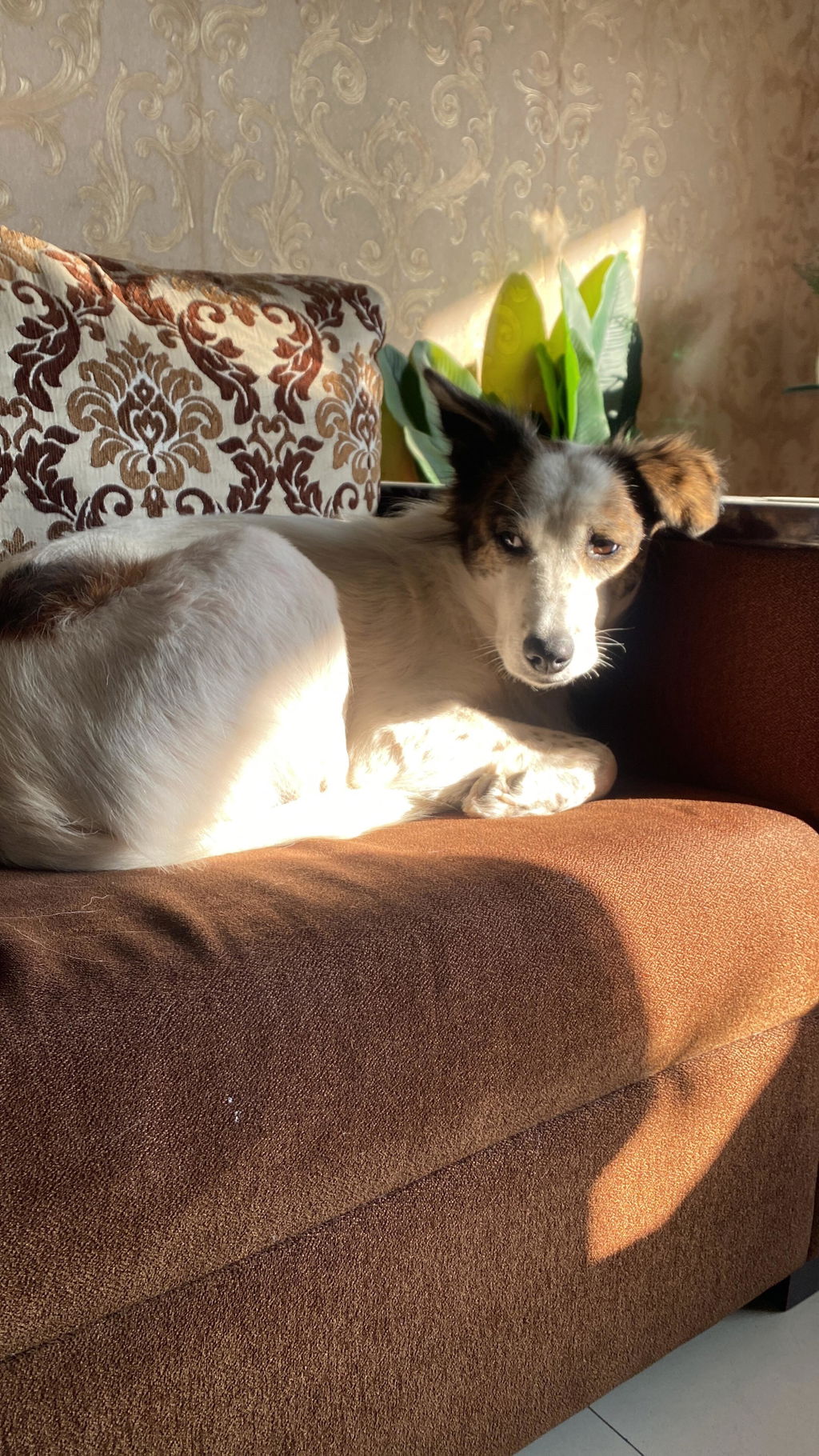Indian breed dog at home, customer review photograph