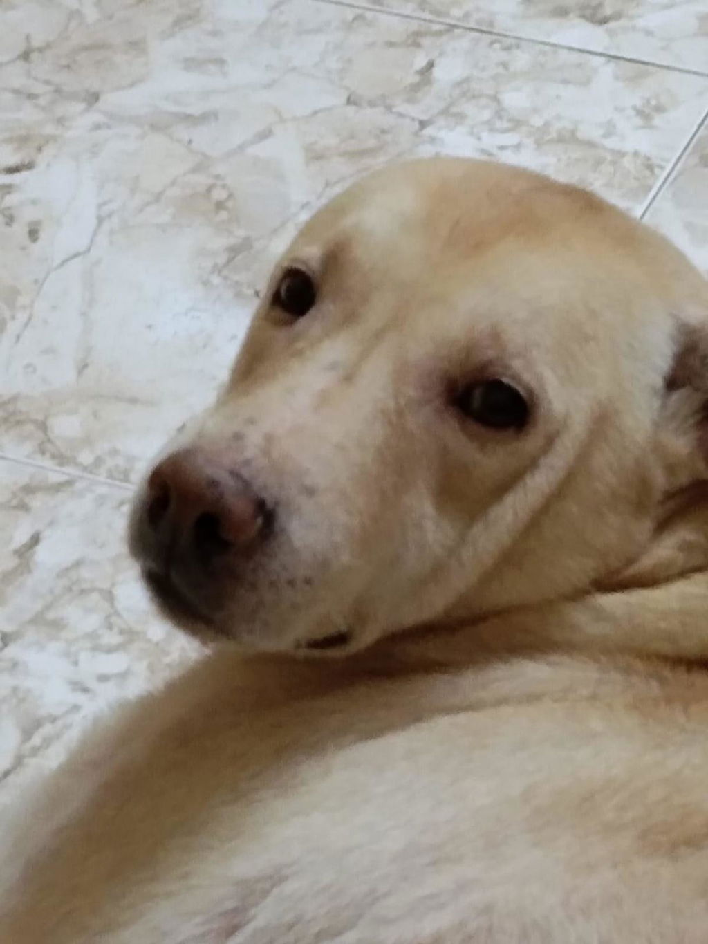 A Labrador resting on a tiled floor in an Indian home, from a verified customer review