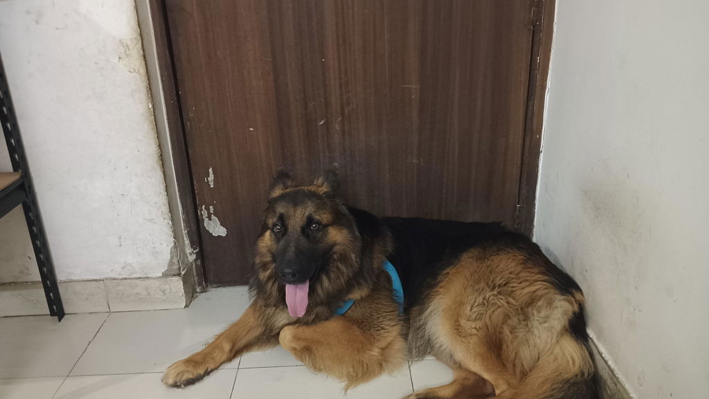 A German Shepherd at home, from Soma Gor's verified review