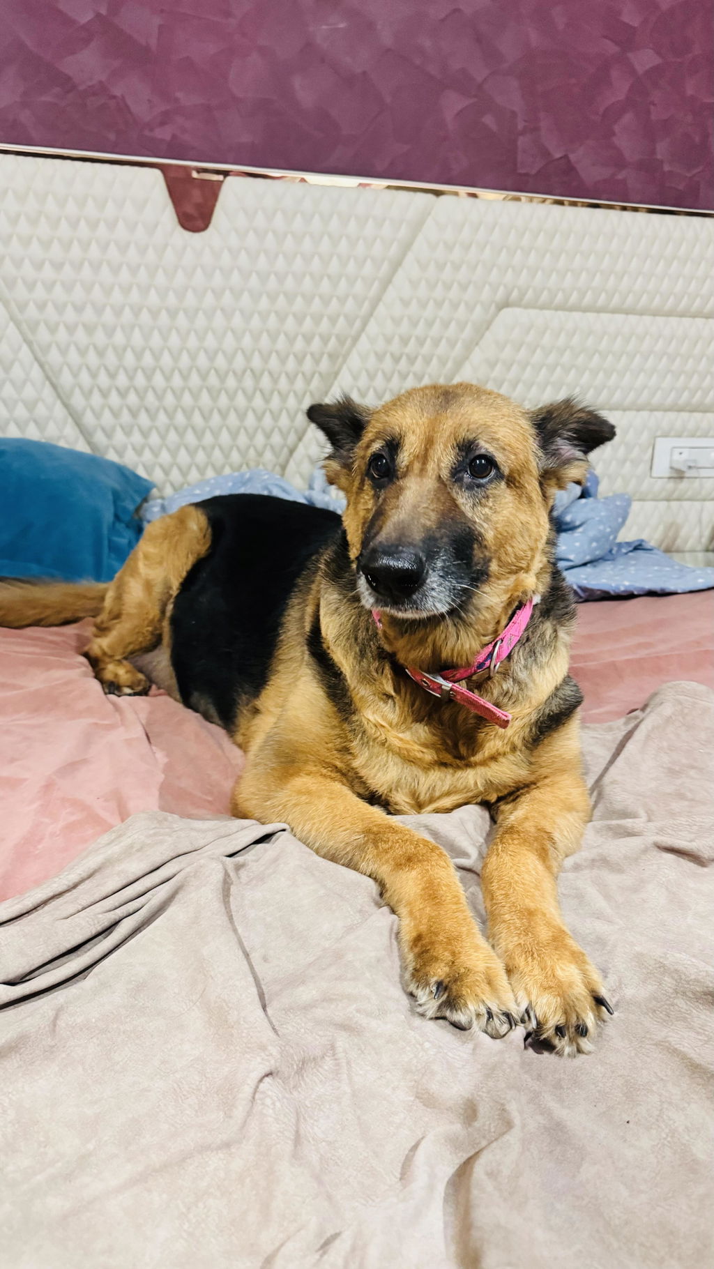 Nandini Sana's German Shepherd, from her verified review