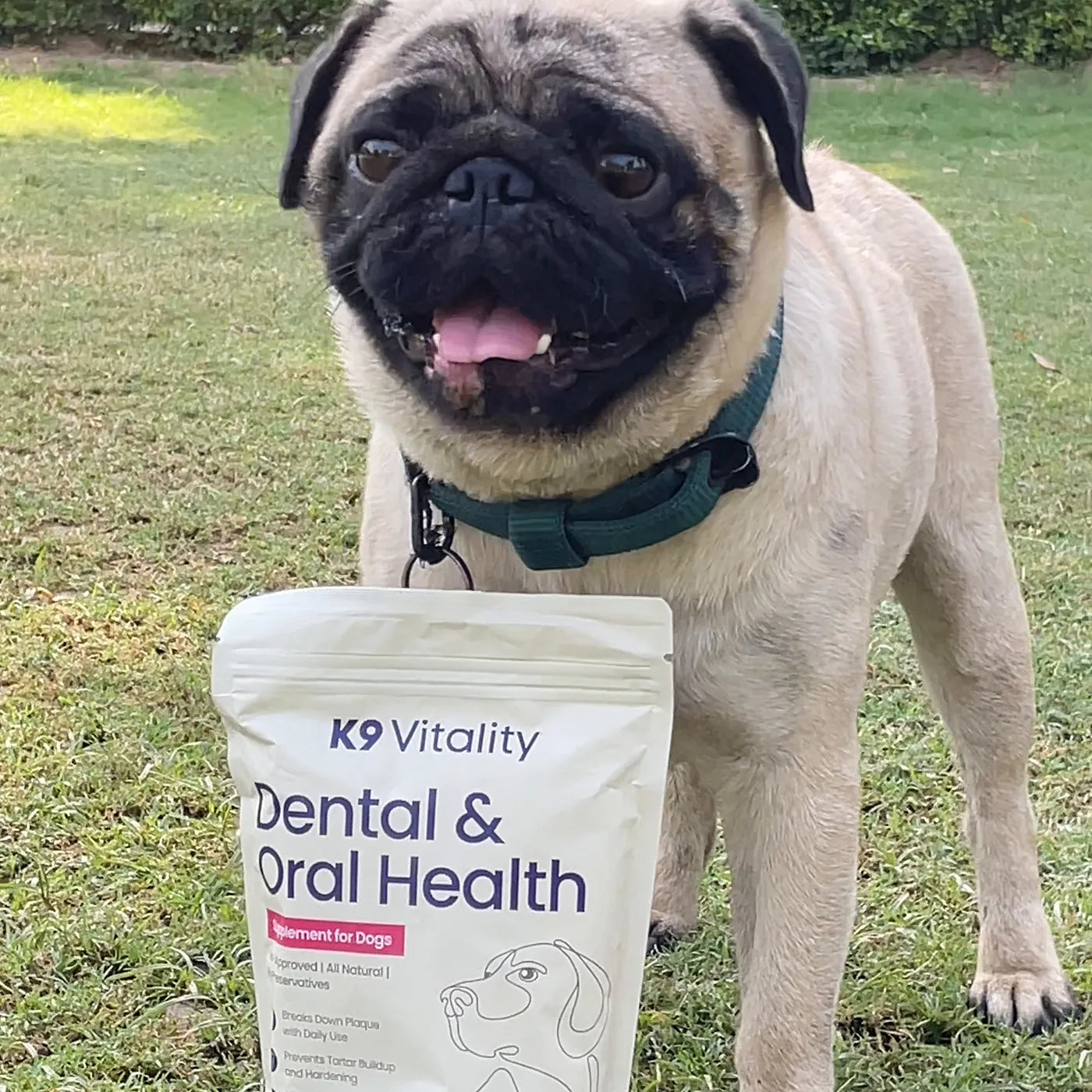 A pug standing on grass behind the Dental & Oral Health pack