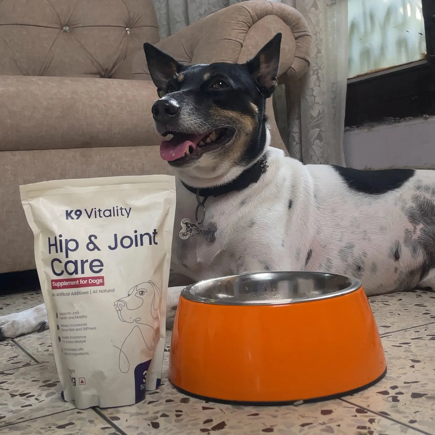 A black-and-white Indie dog resting at home beside the Hip & Joint Care pack and an orange bowl