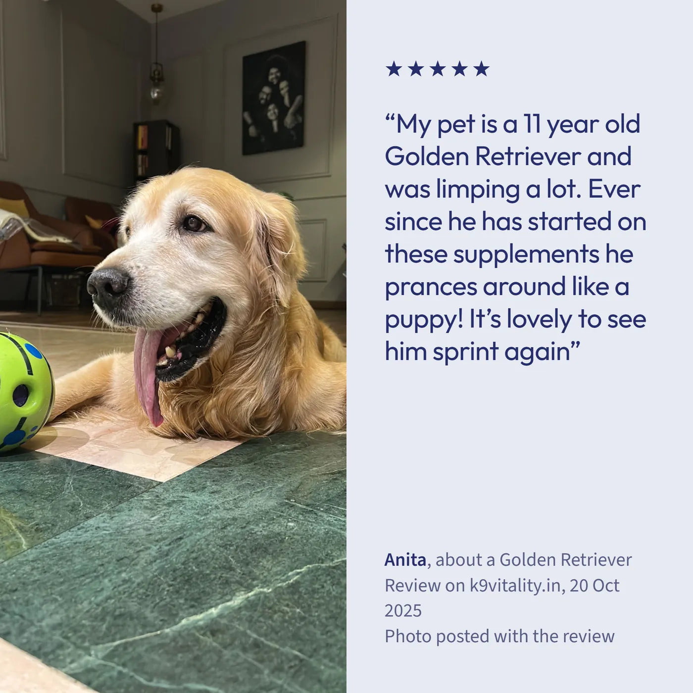 A 5-star Hip & Joint review from Anita, with a photo of the Golden Retriever it is about