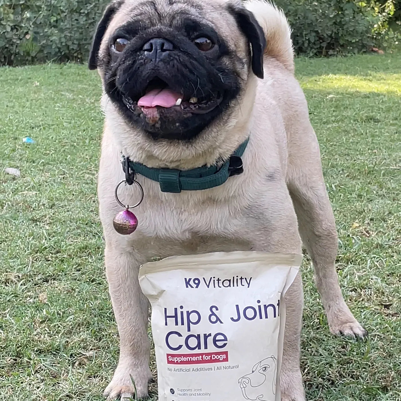 A pug standing on the lawn beside the Hip & Joint Care pack