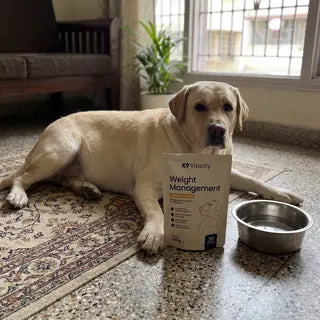 A Labrador lying at home behind the Weight Management pack and a bowl of water