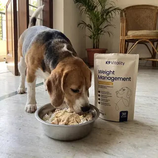 A Beagle eating rice and chicken beside the Weight Management pack