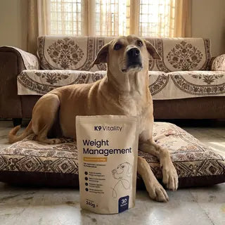An Indie dog on a floor cushion by the sofa, with the Weight Management pack in front